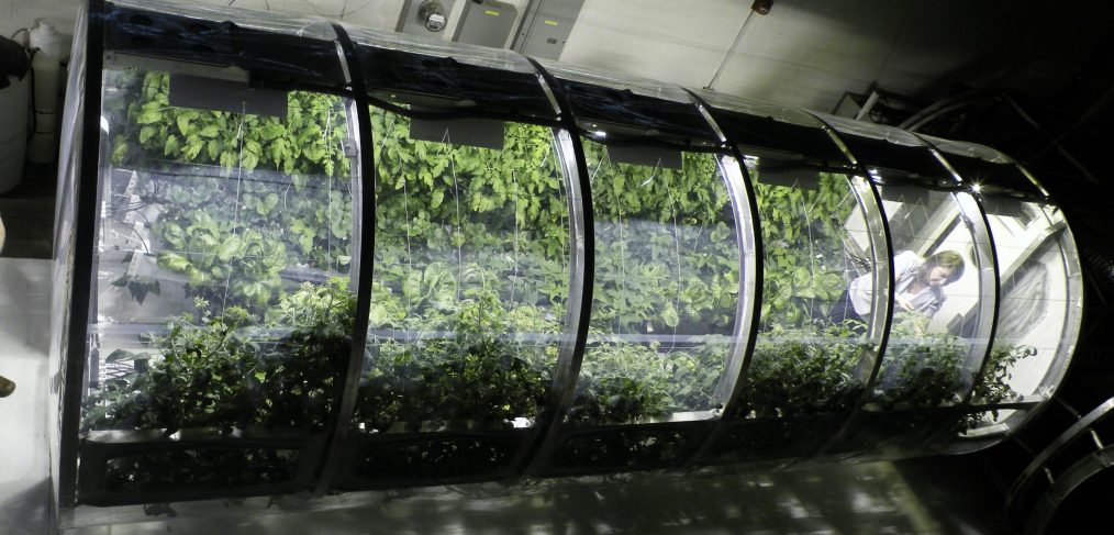 Greenhouse NASA Image. Green leafy plants shown in laboratory space, growing inside glass tube.