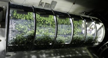 Greenhouse NASA Image. Green leafy plants shown in laboratory space, growing inside glass tube.
