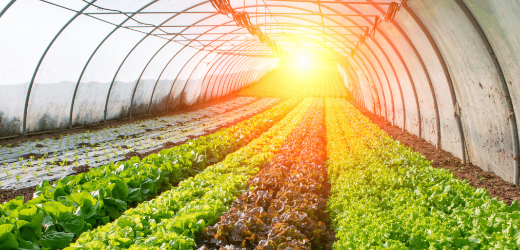 Plants growing in rows in greenhouse with Sun on the horizon