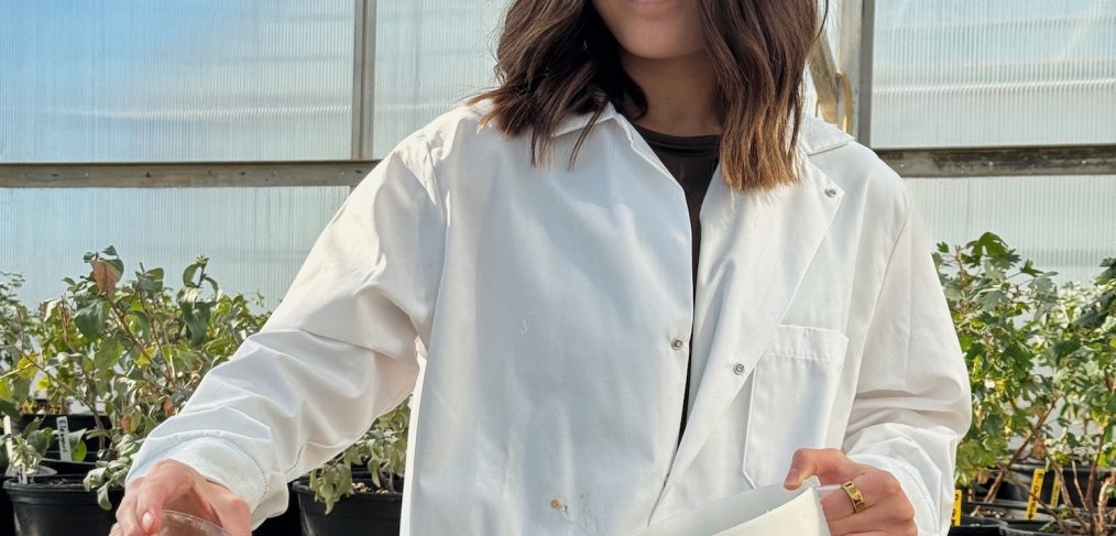 Drea Hineman, a UW senior from Gillette, tends to plants undergoing a salinity trial at Laramie Research and Extension Center. Photo by Paulo Mello Neto, UW Ph.D. student and member of JJ Chen’s lab.