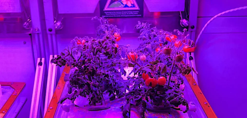 A preflight view of "Red Robin" dwarf tomato growing in growing in Veggie hardware at the Kennedy Space Center - part of Veg-05 experiment.