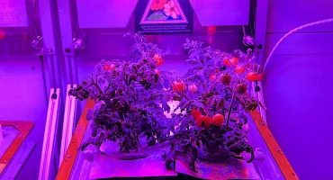 A preflight view of "Red Robin" dwarf tomato growing in growing in Veggie hardware at the Kennedy Space Center - part of Veg-05 experiment.